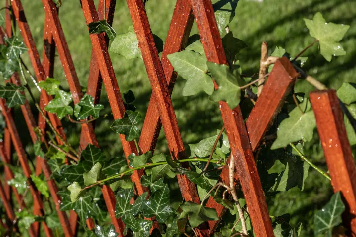 Drewniana pergola została odnowiona przy użyciu Drewnochron Olej do Drewna w odcieniu merbau