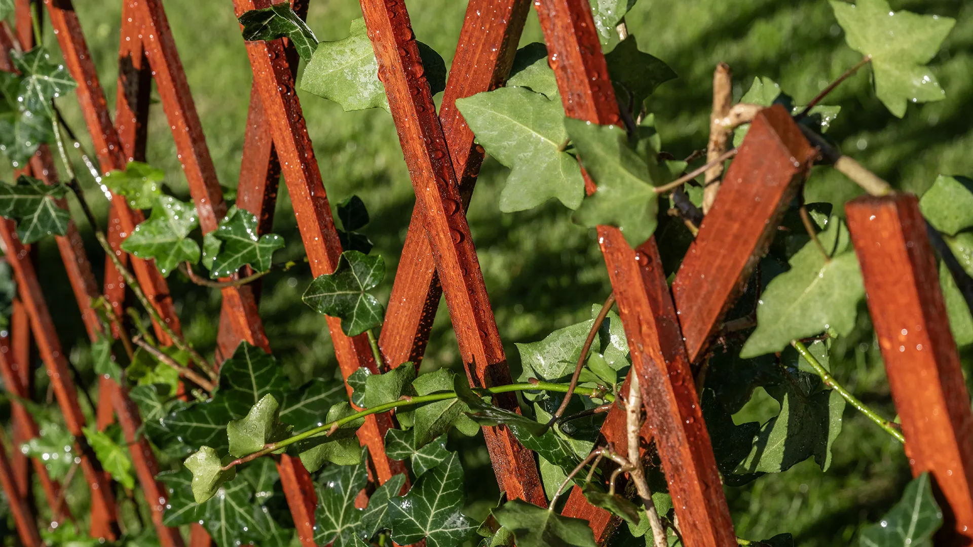 Drewniana pergola została odnowiona przy użyciu Drewnochron Olej do Drewna w odcieniu merbau