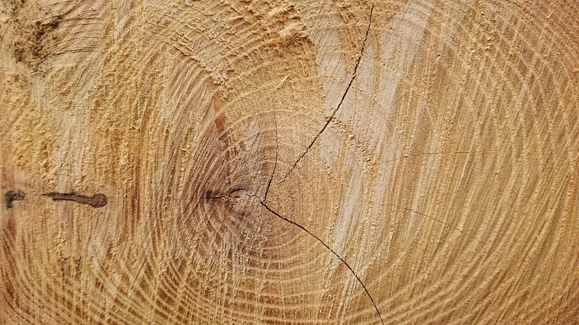 Surowe drewno wymaga zagruntowania produktem Drewnochron Impregnat Gruntujący lub Drewnochron Impregnat Grunt R